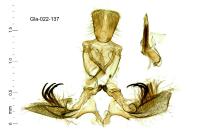 Clepsis consimilana