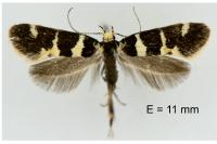 Denisia luctuosella