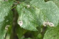 Stigmella plagicolella