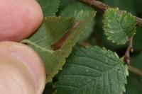 Phyllonorycter tristrigella