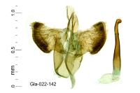 Aspilapteryx tringipennella