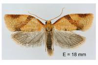 Clepsis consimilana