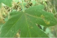 Stigmella aceris