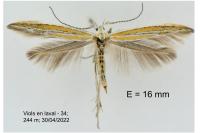 Coleophora vulnerariae