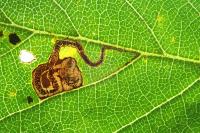 Stigmella lemniscella