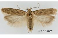 Platyedra subcinerea
