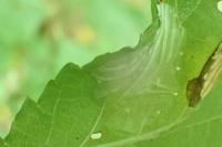Phyllonorycter schreberella