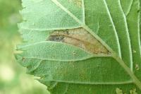 Phyllonorycter tristrigella