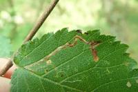 Stigmella ulmivora