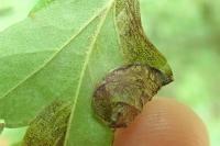 Parornix anglicella