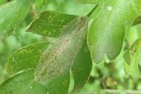 Phyllonorycter corylifoliella