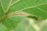Phyllonorycter nicellii
