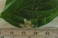 Antispila petryi