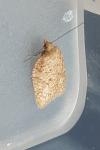 Acleris quercinana