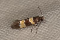 Goidanichiana jourdheuillella