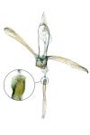 Glyphipterix simpliciella
