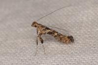 Caloptilia cuculipennella