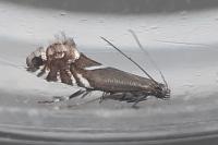 Glyphipterix simpliciella