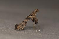 Caloptilia cuculipennella