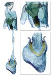 Caloptilia fribergensis