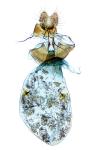Pammene luedersiana