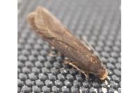 Filatima spurcella