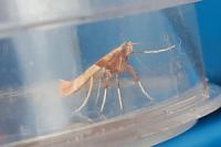 Caloptilia fribergensis