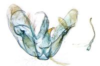 Merrifieldia leucodactyla