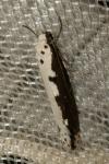 Ethmia