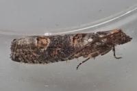 Epinotia maculana