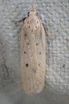 Nothris verbascella