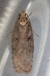 Agonopterix liturosa