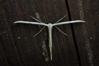 Emmelina monodactyla