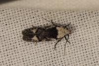 Carpatolechia decorella
