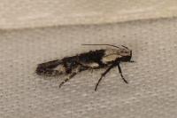 Carpatolechia decorella