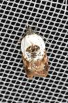 Acleris variegana