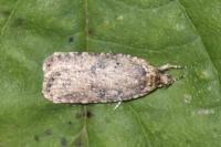 Agonopterix ciliella/heracliana
