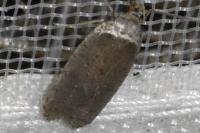 Agonopterix cnicella