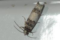 Epinotia thapsiana
