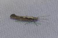 Plutella xylostella