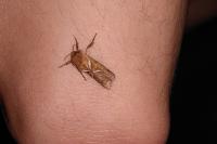 Triodia sylvina