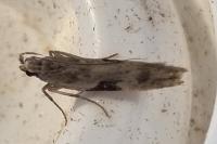 Hypatima rhomboidella
