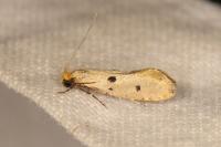Tinea trinotella