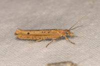 Ypsolopha ustella