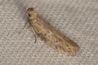 Rosetea rosetella