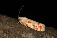 Rhyacionia