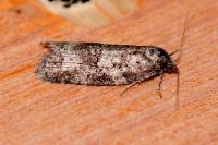 Cnephasia