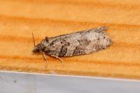 Cnephasia