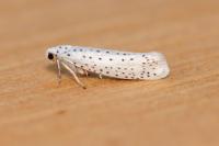 Yponomeuta evonymella