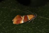Epicallima bruandella